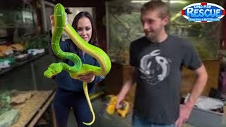 The emerald tree boa is loose. 