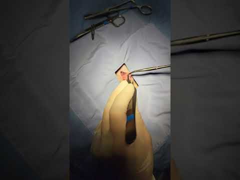 Abdominal Approach Guinea Pig Neuter Instructional Video by Dr. Jhondra Funk