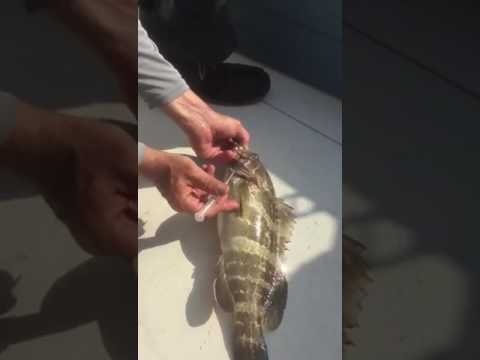 וִידֵאוֹ: Catch & שחרור: כיצד לשחרר דגים כראוי