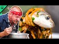 Dangerous live fish eating in vietnam village