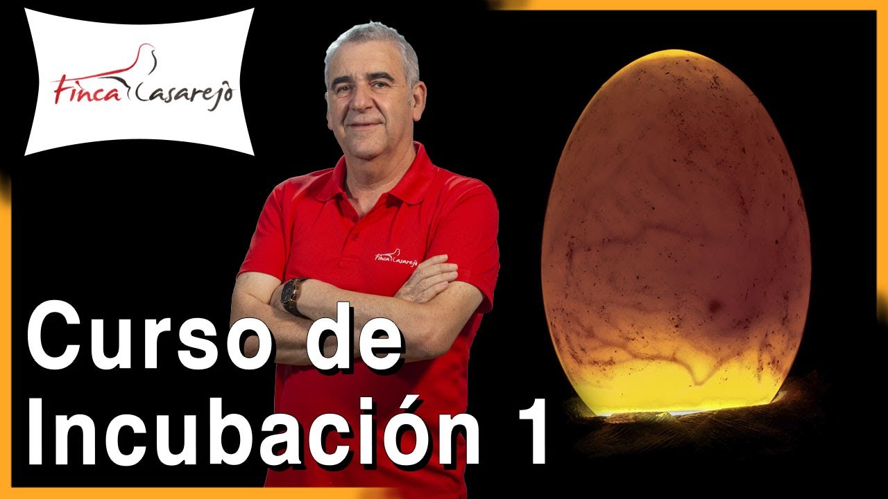 INCUBACIÓN de HUEVOS. Introducción 🥚 Cap I - YouTube