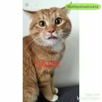 Kucing lucu bikin ngakak, Viral !! Kucing bilang saur !! Kucing membangunkan sahur !