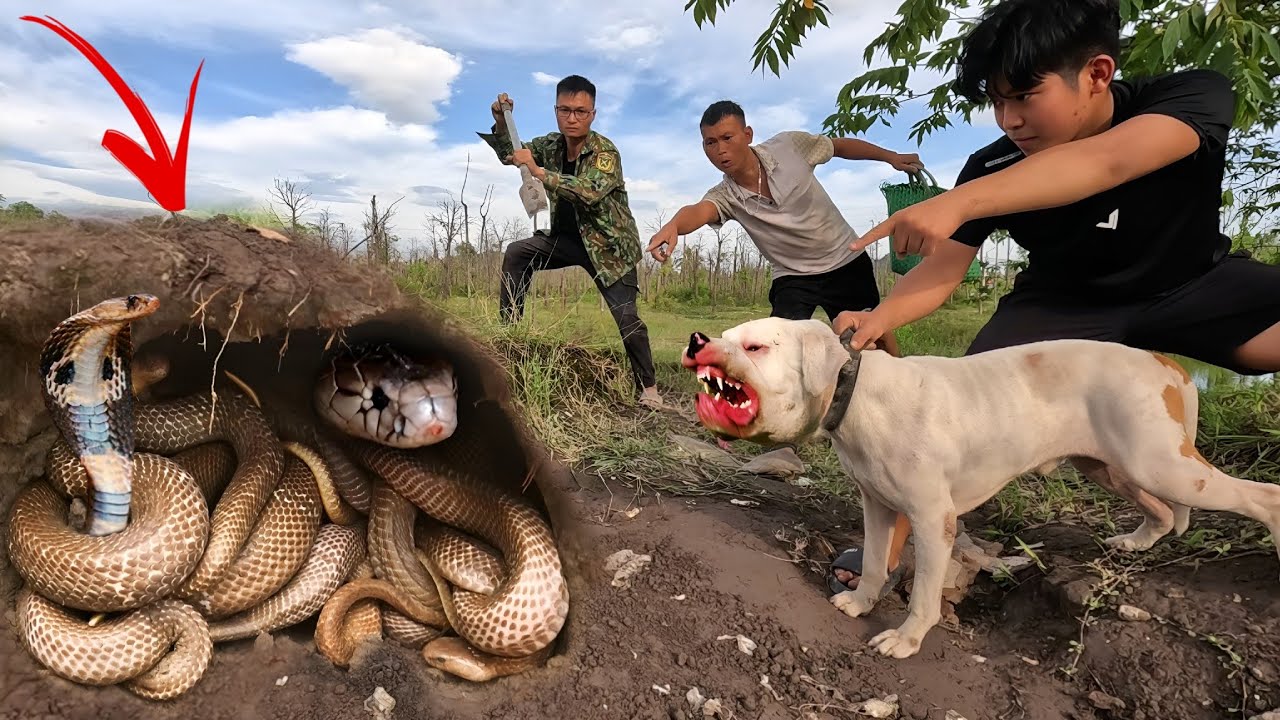 Brave Hunter Use Pitbull Dog Catch 100 Giant Cobras