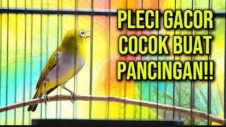 PLECI BUXTO GACOR‼️PANCINGAN PLECI MALAS BUNYI
