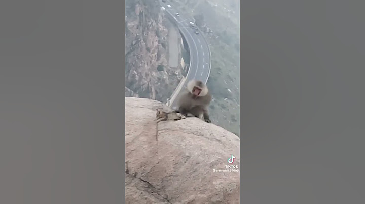 قرد يرمي قطة من فوق الجبل #قطط #قرود #البابونج #الطائف #tiktok #dance #السعودية #رياكشن #gaming