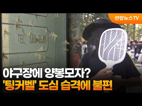 야구장에 양봉모자?…'팅커벨' 도심 습격에 불편 / 연합뉴스TV (YonhapnewsTV)