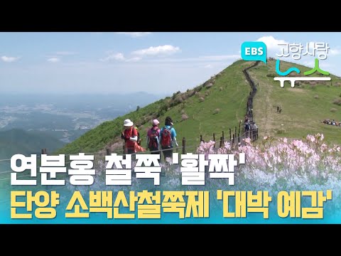 소백산 <strong>연화봉</strong> 연분홍 물결 ‘환상’..단양 소백산철쭉제 5월 31일부터 5일간 열려...이찬원, 김다현 개막 콘서트 출연 / EBS고향사랑뉴스