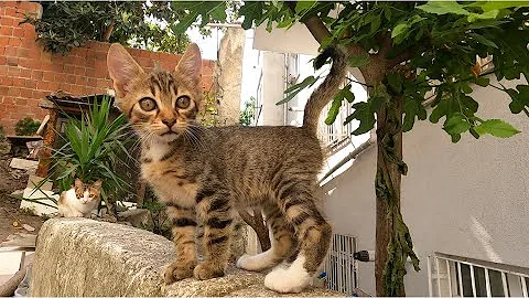 Watch the video about Feeding the hungry kittens,#hungrycats #catvideos #cute #kitten #****