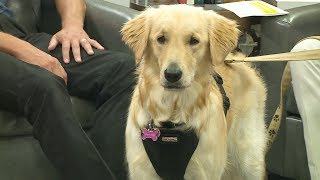 Ask Arlington: Special Needs Pets Info from Animal Services