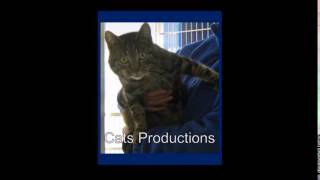 Cats Productions Logo (2016)