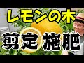 【実践】レモンの剪定と施肥!肥料はこれ!
