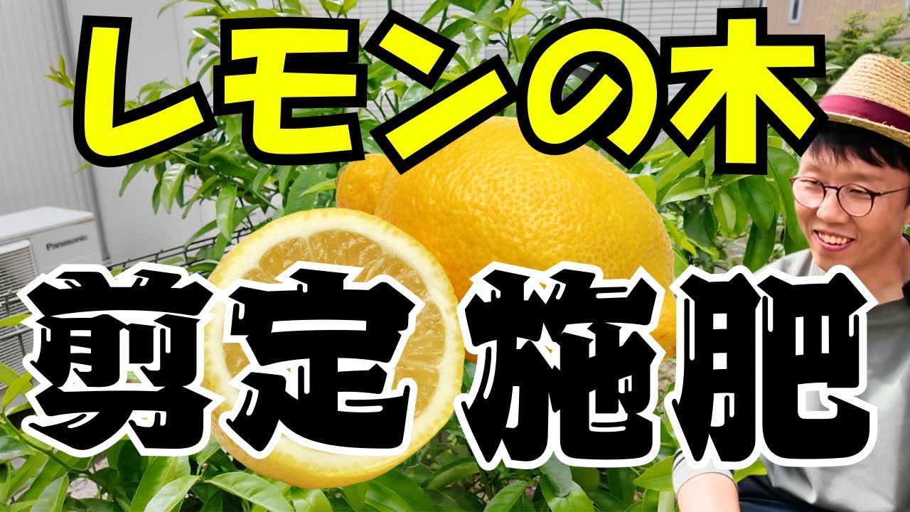 Practical Guide] Lemon tree pruning and fertilizing! This is the