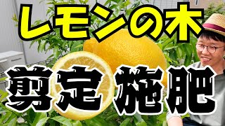 【実践】レモンの剪定と施肥！肥料はこれ！