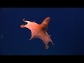Deep sea creatures caught on camera