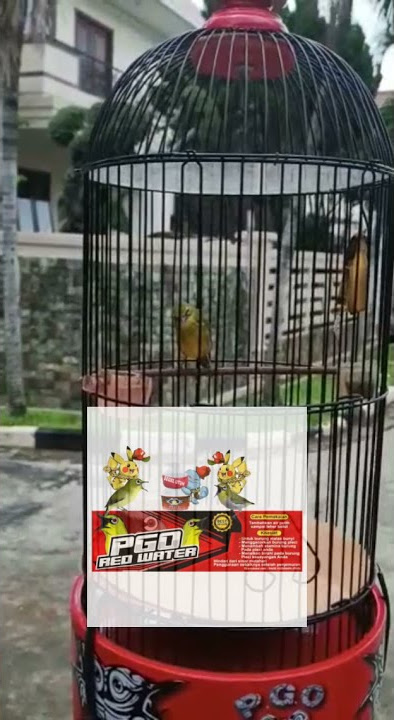 Pleci Tembakan Cerrr Cerrr #Short