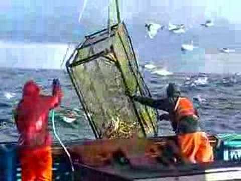 King Crabbin'