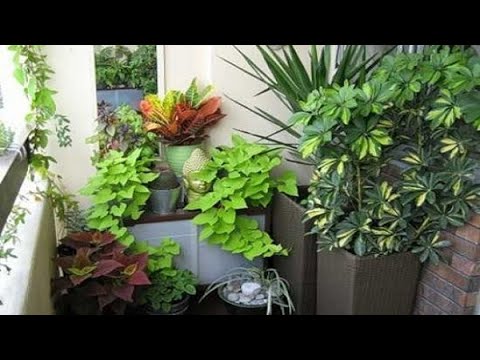 فيديو: طاقة النبات ومنزلنا