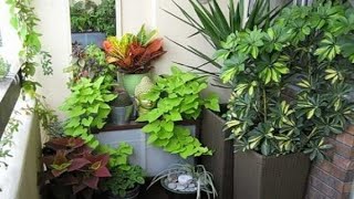 افضل طريقة لترتيب النباتاة في البيت لجذب الطاقة و شرح لانواع النباتات المفضل وجودها بمنزلك