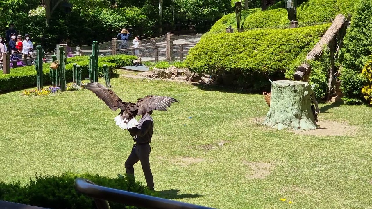 20210509 에버랜드 판타스틱 윙스