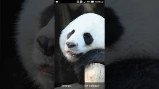 pet panda live wallpaper screenshot 2