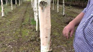 Betula Utilus Subspecies Jacquemontii - the Himalayan Birch - Irish Tree Centre Review