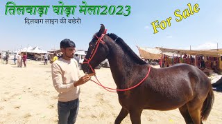 Dilbag Line Marwari Filly For Sale  Balotra Tilwada Horse Pashu Mela Fair Market 2023 Horse Video