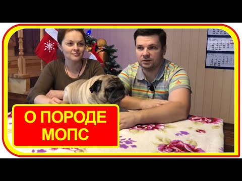 Порода собак мопс, характеристики, описание, отзывы, плюсы и минусы породы.