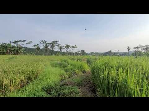 Pagi Hari Di Sawah Dengan Suara Air Mengalir Dan Kicauan Burung - Relaksasi Tanpa Musik