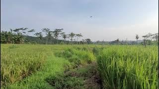 Pagi Hari Di Sawah Dengan Suara Air Mengalir Dan Kicauan Burung - Relaksasi Tanpa Musik