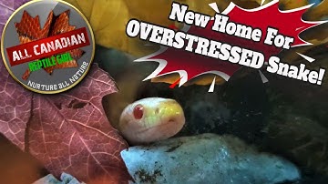 Stressed Corn Snake Bioactive Rebuild #allcanadianreptilegirl #nurtureallnature #cornsnake