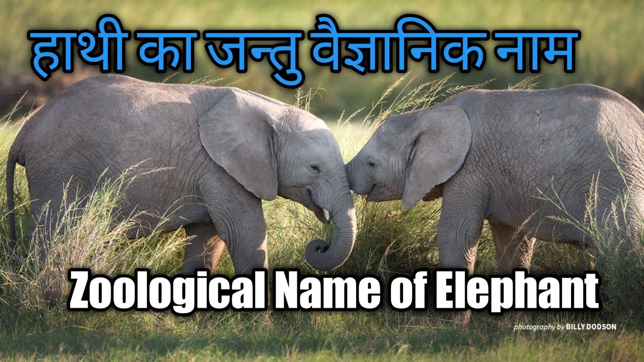 Zoological Name Of Elephant Hathi Ka zoological-name-of-elephant-hathi-ka