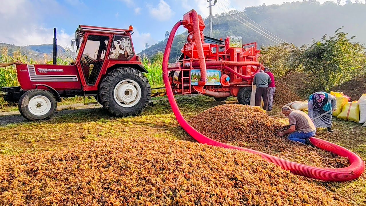 🌰🚜 Fındık Hasadı Başladı! Patozla Harman Zamanı ve Köy Telaşı