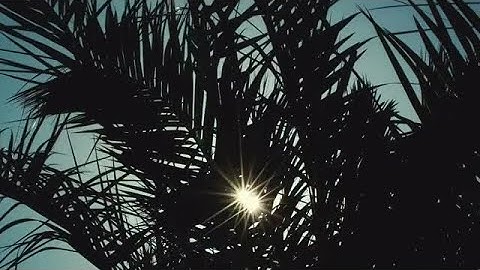 Palm Tree Silhouette Stock Video