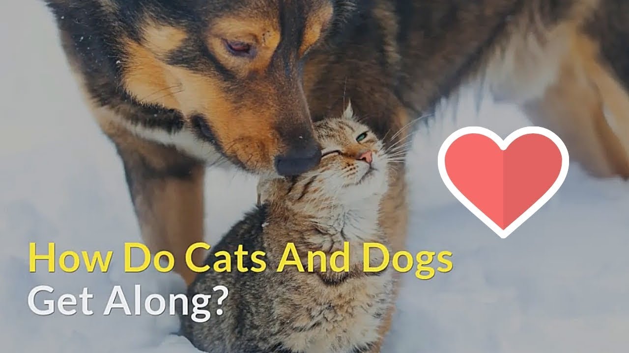 How Do Cats and Dogs Get Along Are They Friends or Foes YouTube
