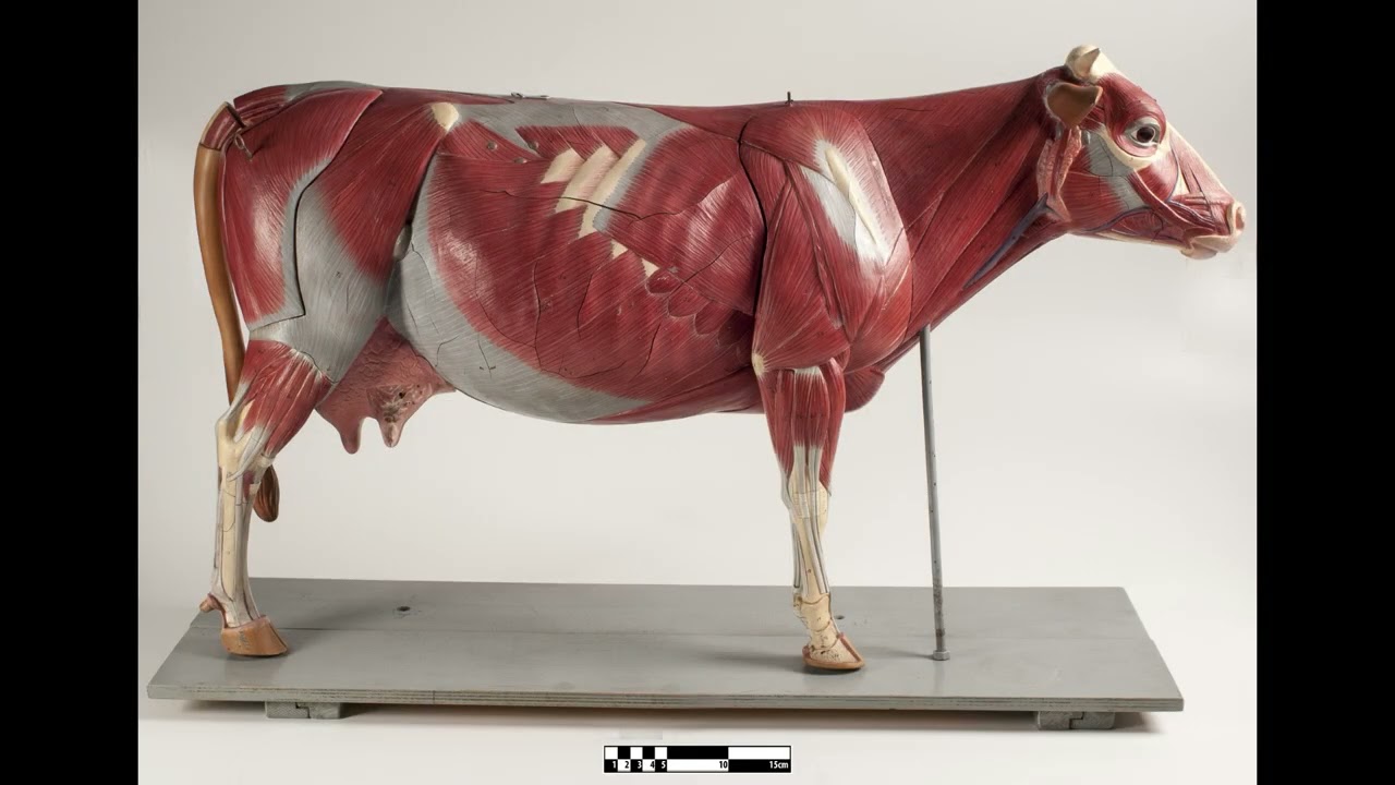 Daha Fazla Süt… Ama Bedeli Ne? Hayvancılığa karşı bakış açımız değişmeli...