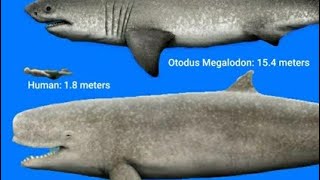 Sharks/whales size comparison| a sticknodes animation