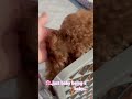 #petshub #puppy #cute #cutepet #puppy #cutepet ##animals #puppy #cuteanimal #cute