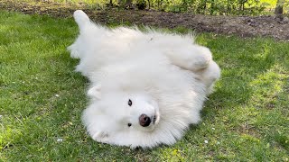 Samoyed Reaction When Drunk Daddy Gives Treat with his Mouth