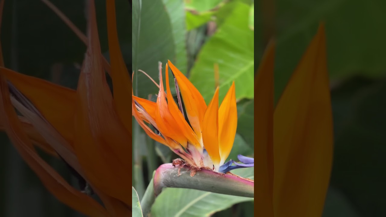 Allan gardens conservatory 