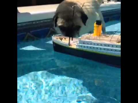 pug titanic titanic vs pug pug titanic titanic vs pug