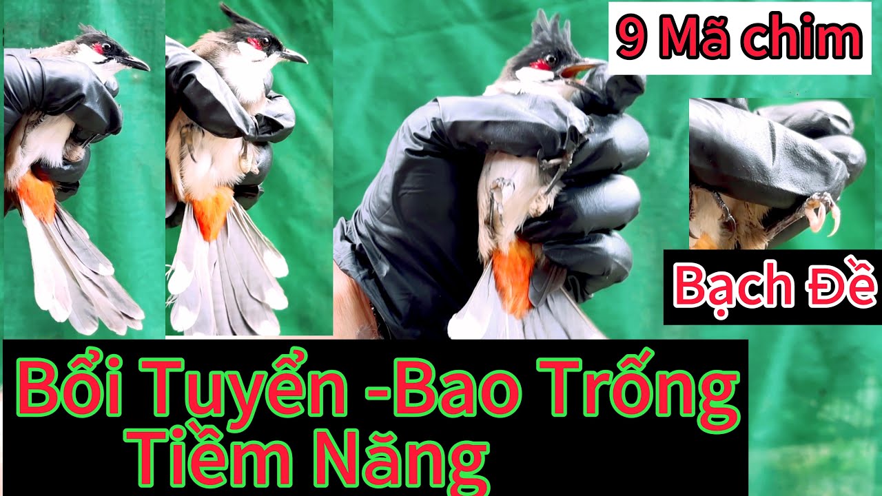 Bổi Tuyển Bao trống .Mào Lân ,đá Lân.. Móng Trắng bạch đề. ship toàn Quốc✅✅❤️❤️