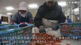 旬の「紅エビ」水揚げに活気