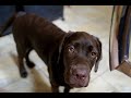 Gama - Happy Chocolate Labrador