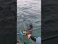 コウイカとザリガニは同じ #釣り #fishing #エギング #shorts