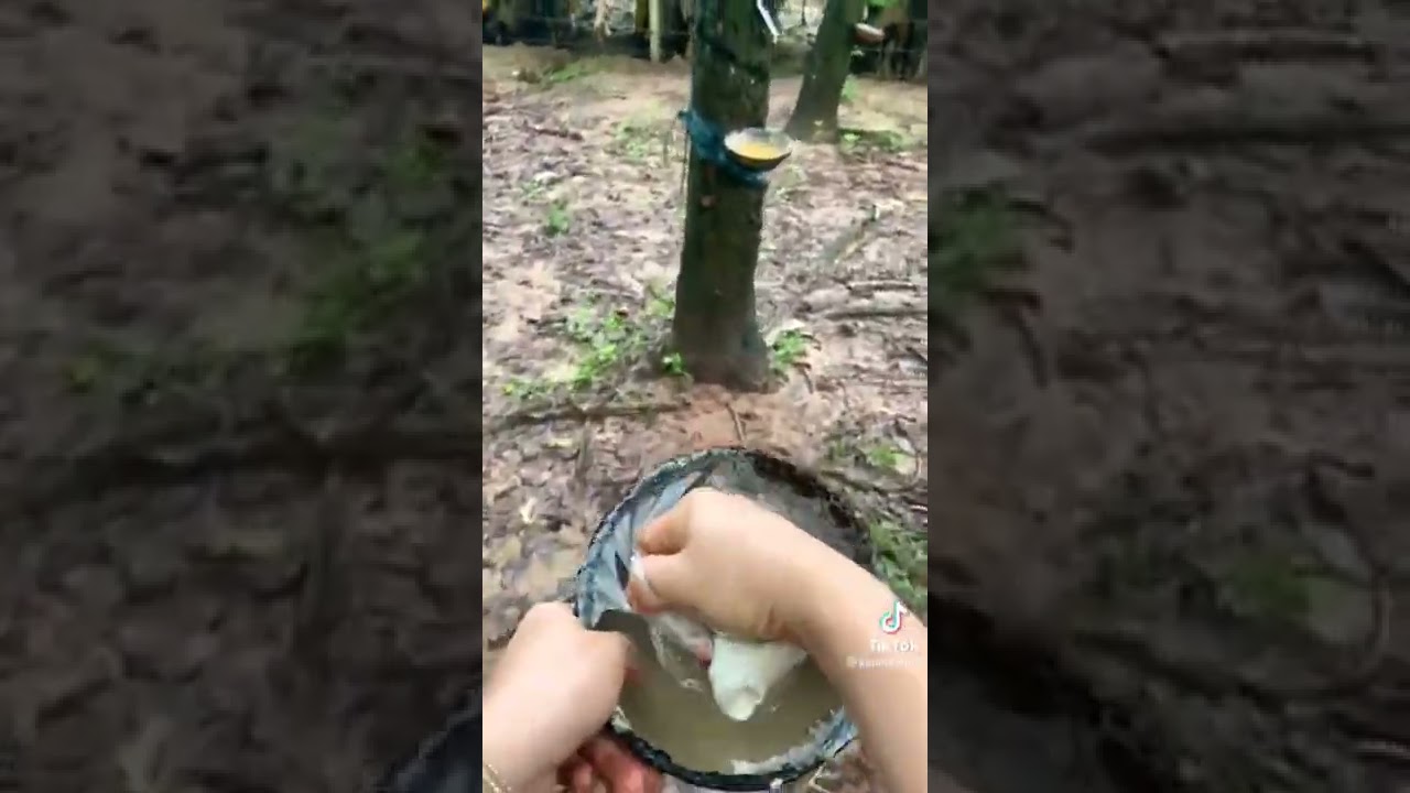 Harvesting rubber from tree sap