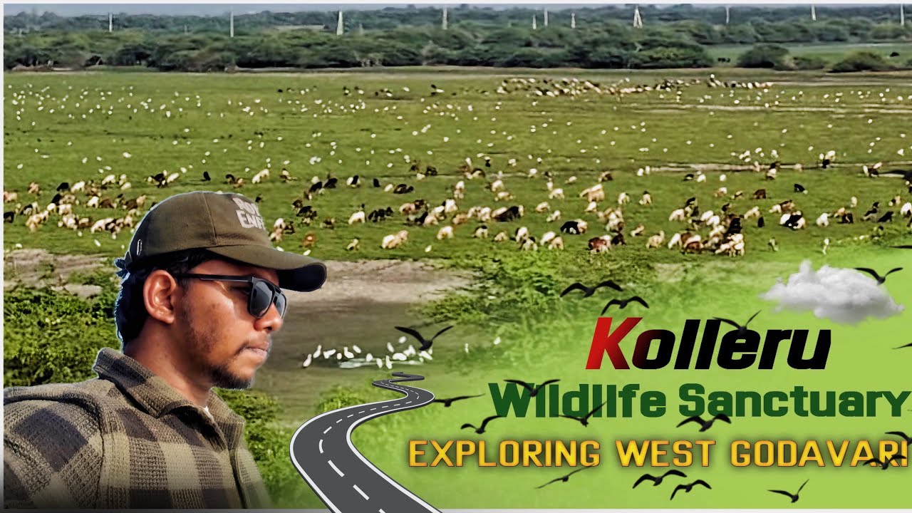 Kolleru wildlife sanctuary ✨🌿 | Exploring west godavari District - the natureman 