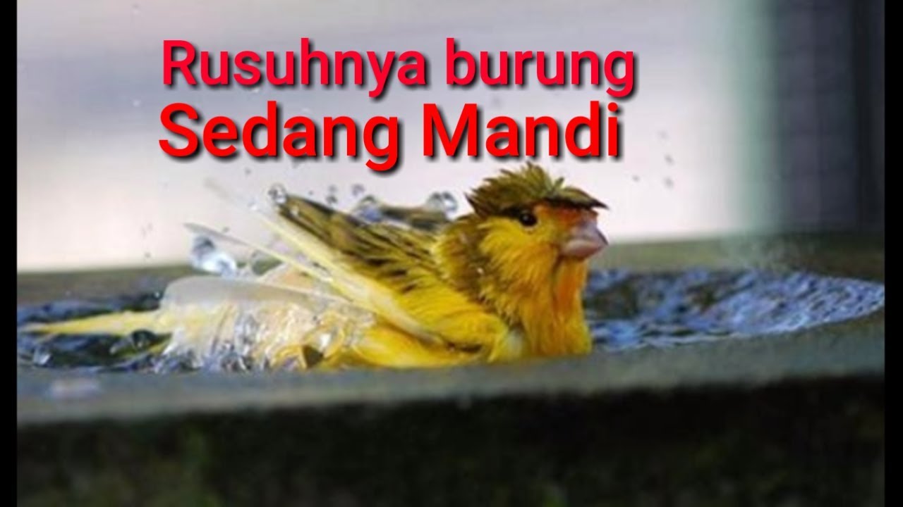 Burung sedang mandi | burung mandi | memandikan burung | melihat burung
