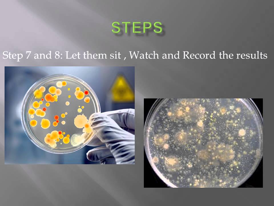 positive control swab negative control swab positive control swab negative control swab