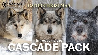 MEET THE CASCADE PACK! Canid Christmas at Yamnuska Wolfdog Sanctuary