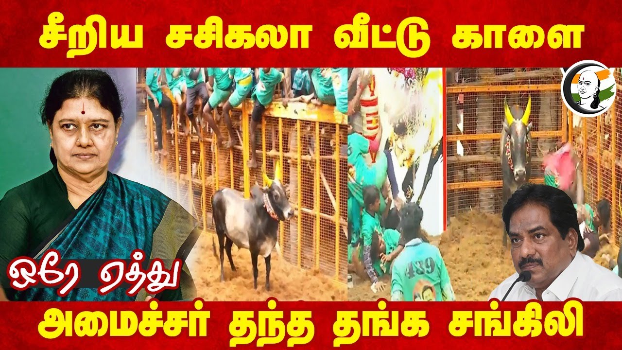 சீறிய சசிகலா வீட்டு காளை | ADMK | Avaniyapuram Jallikattu | Pongal 2025 | Madurai